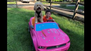Bimbo porta a spasso il cane nell'auto giocattolo
