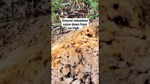 Ant-lantis Lost! #organicgardening #fireants #atlantis #cinnamon #gardening #bugs #ants #Pompeii