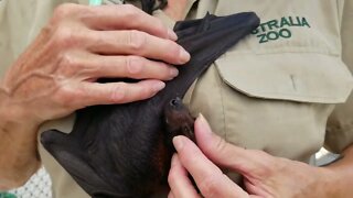 How To Brush A Cute 10-Week Old Baby Bat After Its Feed - Meet Clarence, an Orphan Baby Flying Fox