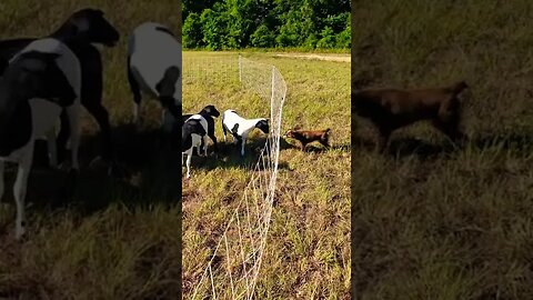 Curious sheep and Mini Australian Shepard checking each other out