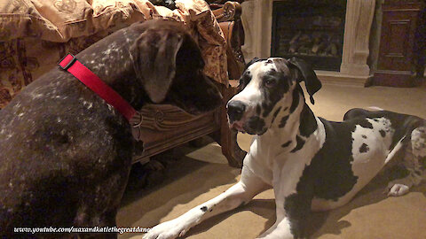 Great Dane Has Hilarious Chat With Humming GSP Pointer Dog