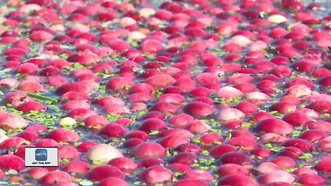 Cranberry Harvest Takes Place in Central Wisconsin