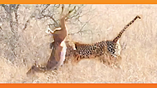 Leopard Surprises Impala With a Quick Kill!