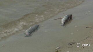 Dead fish in Port Charlotte