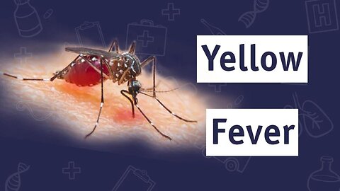 What You Need To Know About Yellow Fever | Dr. Sam Bailey