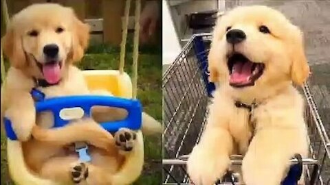 TOP 10 dog compilations 2021 🐕 Try not to laugh 😂 | Funny dogs