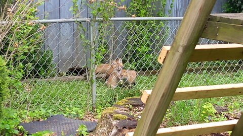 7-week-old Fox Siblings Adorably Play Together