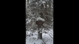 canadian spruce burl hunting