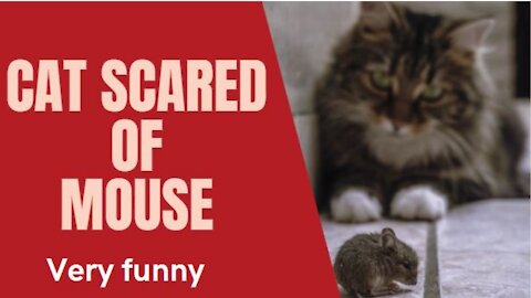 Very Funny - Cat Scared of Mouse