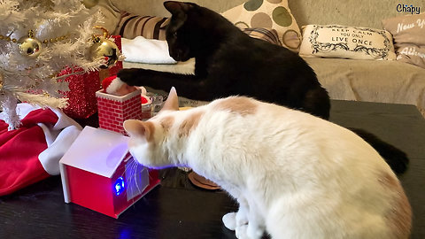 Festive cats fascinated by singing Santa toy