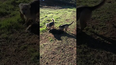 DOGs 3-on-1 | Australian Male Shepherd vs. 3 Dogs | Watch till End for Tap Out | Dog D.I.Y in 4D