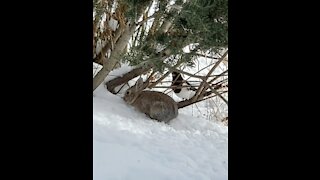 Magpie VS Bunny - Colorado Rockies - Frisco