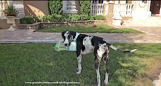 Great Dane proudly delivers the newspaper