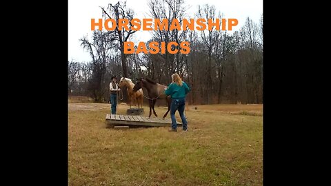 Back to basics of Horsemanship -Drive & Draw