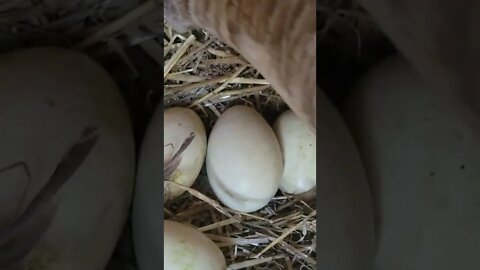 Baby Goose Chirping Inside Egg!