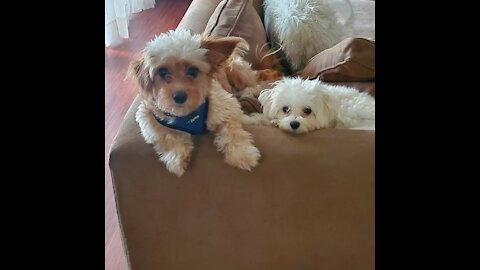 Puppy Playtime - Cavapoo and Maltipoo Love