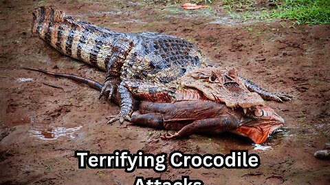 Terrifying Crocodile Attacks Caught on Camera!