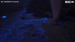 Le incredibili alghe bioluminescenti in un video spettacolare