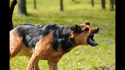 How To Make Dog Become fully Aggressive With Few Simple ideas