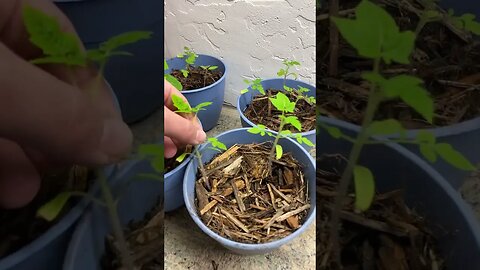 ONE OF MY FANS IN MY GARAGE?!?! - Garden Update 03/25/23 #startingseeds