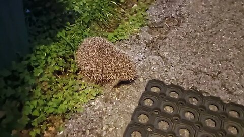 Bedford meets a hedgehog 🙀