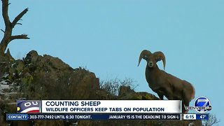 Counting sheep: Wildlife officers keep tabs on Bighorn sheep population