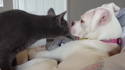 Cat Welcomes New Foster Puppy, Immediately Befriends Him In The Most Adorable Way
