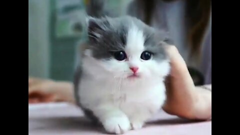cute and funny cats