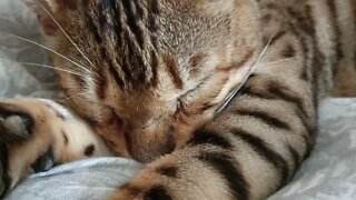 Sleepy bengal cat #bengalcat #sleepycat #cutebengalcat