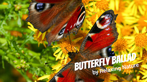 Butterfly Ballad – 60 minutes of Beautiful, Relaxing Music for Study, Work, Meditation, Sleep