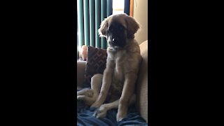 Bored pup doesn’t know what she wants