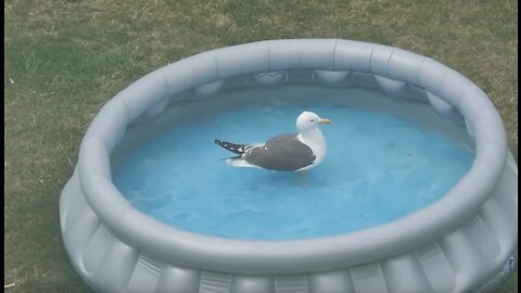 Seagull Bathing In A Water Pool | Funny Seagulls Video