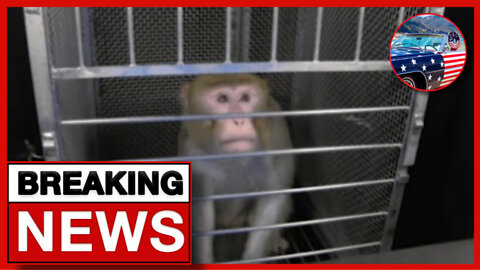 BREAKING: Fauci's NIH caught funding more 'cruel' experiments: PETA!
