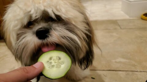 Cucumbers for dog food. Adorable sound!!