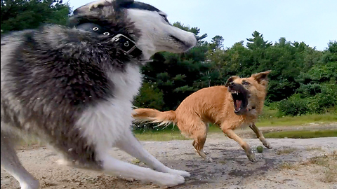 Poor Siberian Husky: "Why can't I get a turn?"