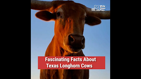 Fascinating Facts About Texas Longhorn Cows