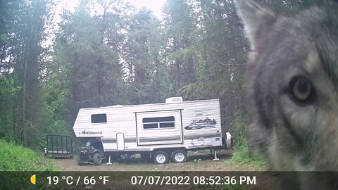 Wolf turns game camera into personal chew toy