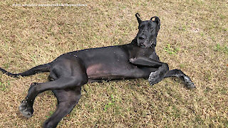 Playful Great Danes Love To Roll In The Grass And Play Ball