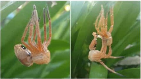 Fascinating moment giant spider sheds its skin