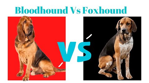 Bloodhound Vs Foxhound