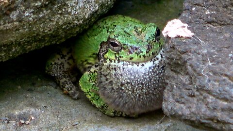 Gray tree frog calls warning to rival frog outside of his cave
