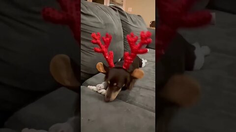 Doxie deer merry Christmas!