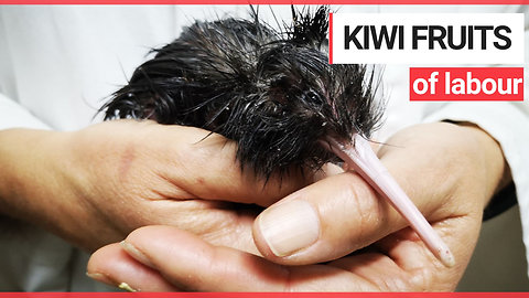 Vets Perform Emergency 'Caesarean' to Help Hatch Tiny Kiwi Chick