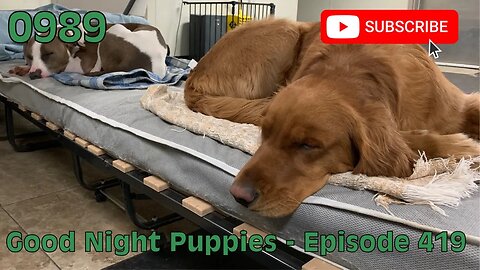 [0989] GOOD NIGHT PUPPIES - EPISODE 419 [#dogs #doggos #doggos #puppies #dogdaycare]