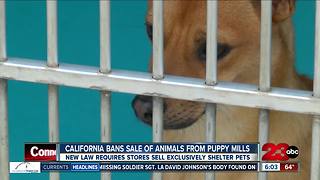 Governor Jerry Brown makes California first state to ban puppy mill sales at pet stores