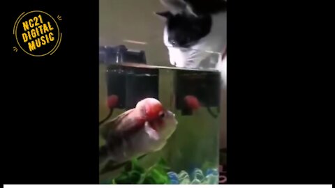 Funny Videos of Dogs, Cats, Other Animals, Cat and Fish in the Aquarium