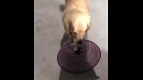 Golden Retriever Brings His Own Bowl To Dinner