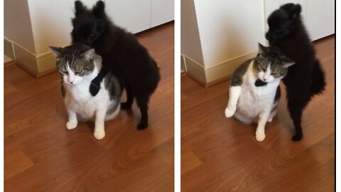Dog adorably tries to excitedly hump unbothered cat