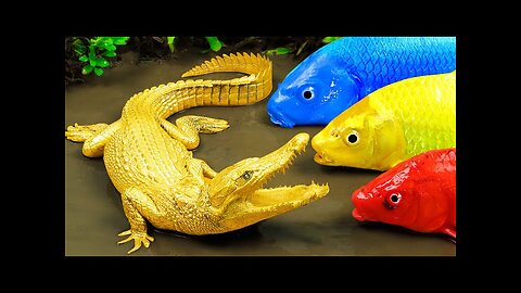 Crocodile Hunting colourful koi fish competing the gold egg stop motion