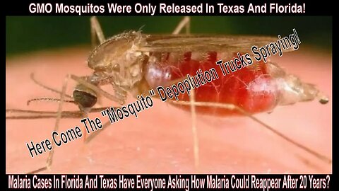 Malaria Cases In Florida And Texas Have Everyone Asking How Malaria Could Reappear After 20 Years?